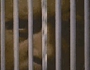 behind bars